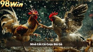 Nhà cái cá cược đá gà: Top địa chỉ chọi kê hàng đầu 2025